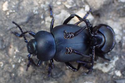 Timarcha tenebricosa