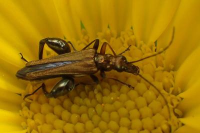 Oedemera flavipes