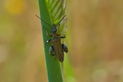 Oedemera flavipes