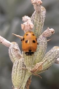 Hippodamia variegata