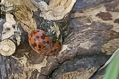 Subcoccinella vigintiquatuorpunctata