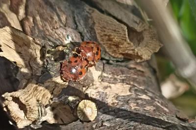 Subcoccinella vigintiquatuorpunctata