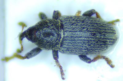 Tychius picirostris