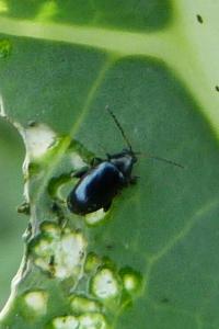 Phyllotreta