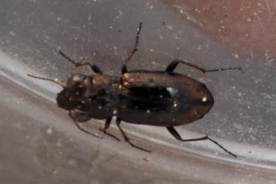 Notiophilus biguttatus