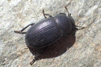 Bioplanes meridionalis