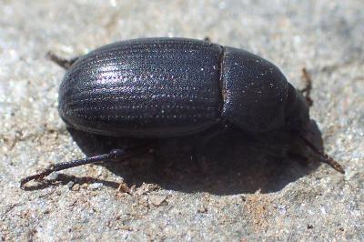 Bioplanes meridionalis