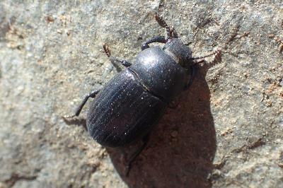 Bioplanes meridionalis