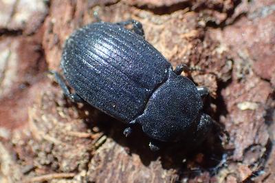 Bioplanes meridionalis