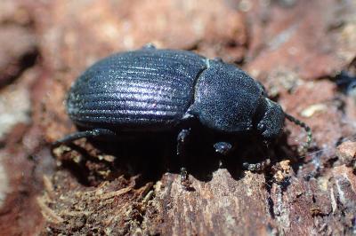 Bioplanes meridionalis