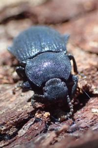 Bioplanes meridionalis