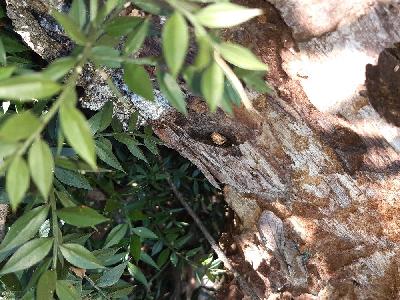 coleos1773838117709odk