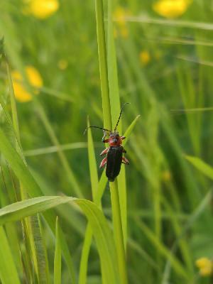 Cantharis