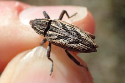 Coniocleonus nigrosuturatus