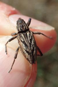 Coniocleonus nigrosuturatus