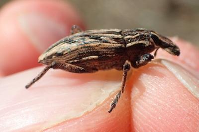 Coniocleonus nigrosuturatus