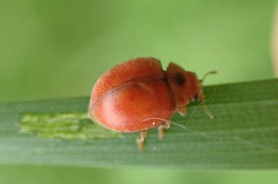 Subcoccinella vigintiquatuorpunctata