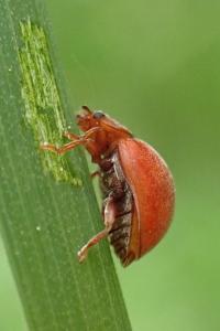Subcoccinella vigintiquatuorpunctata