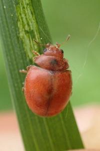 Subcoccinella vigintiquatuorpunctata