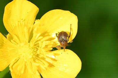 Mononychus punctumalbum