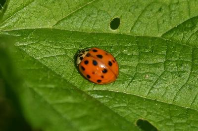 Harmonia axyridis