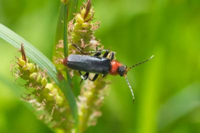 Cantharis fusca