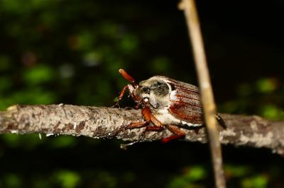 Melolontha melolontha