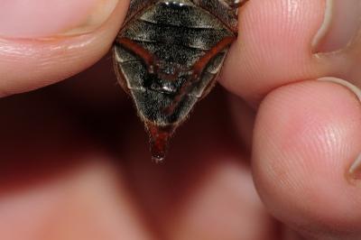 Melolontha melolontha