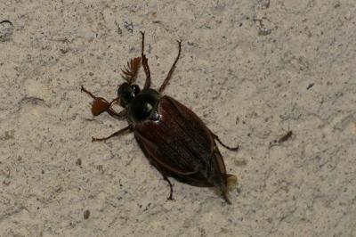 Melolontha melolontha