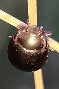 Chrysolina bankii