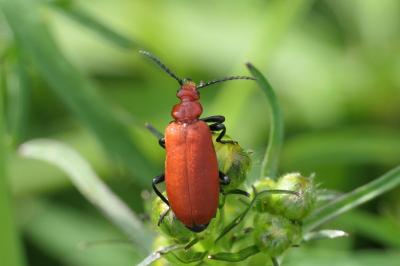 Pyrochroa serraticornis