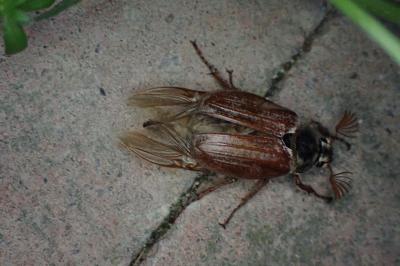 Melolontha melolontha