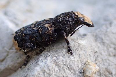 Platyrhinus resinosus