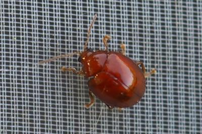 Sphaeroderma rubidum