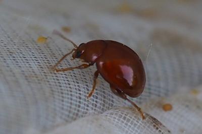 Sphaeroderma rubidum