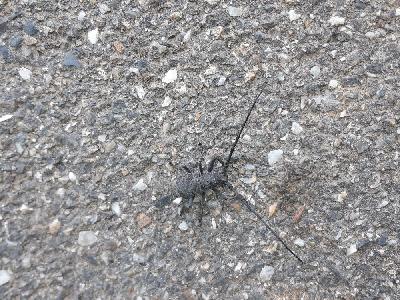 coleos1776679096817odk