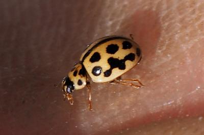 Tytthaspis sedecimpunctata