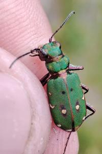 Cicindela campestris