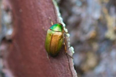 Anomala dubia