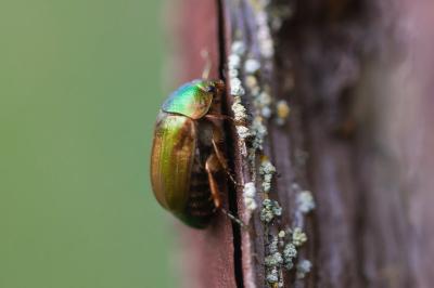 Anomala dubia