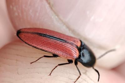 Ampedus sanguinolentus