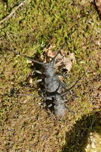 Morimus asper