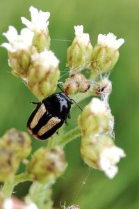 Cryptocephalus vittatus