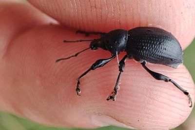Otiorhynchus aurifer