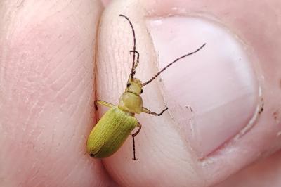 Cteniopus sulphureus