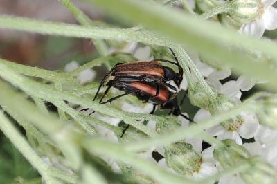 Stenurella melanura