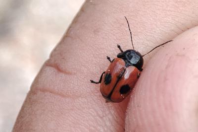 Cryptocephalus bipunctatus