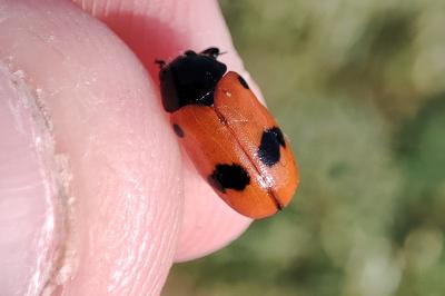Clytra quadripunctata