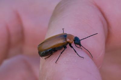 Exosoma lusitanicum