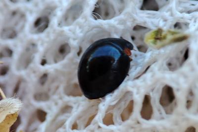 Parexochomus nigromaculatus